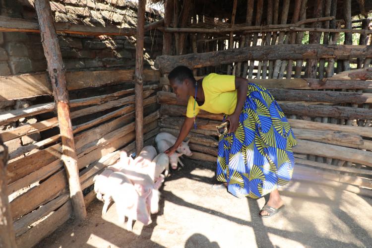 A member of Chimbiya Piggery Cooperative feeding piglets