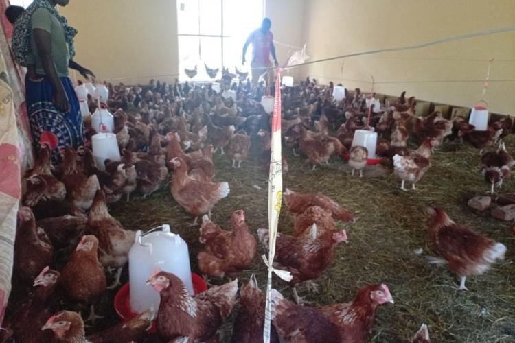 A member of the cooperative feeding poultry