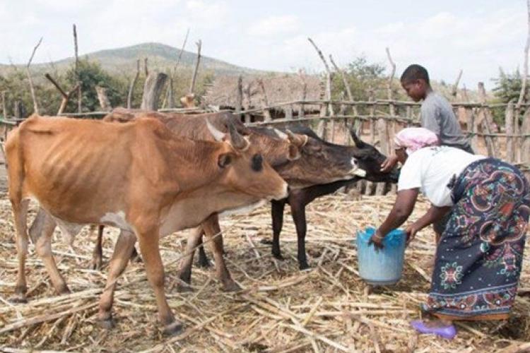 Cooperative members feeding cows